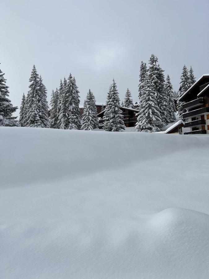 Residence La Foret Des Rennes - Les Saisies Villard-sur-Doron Buitenkant foto